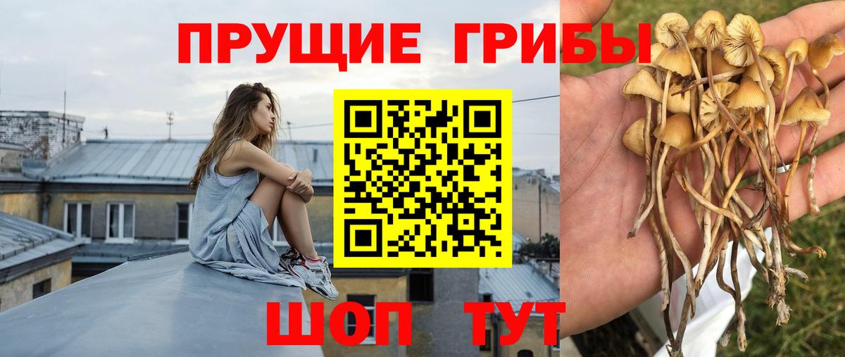 Псилоцибиновые грибы мицелий  Псилоцибиновые грибы прущие грибы  Вход с VPN  Апшеронск 